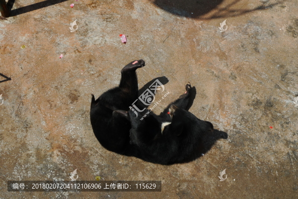 黑熊