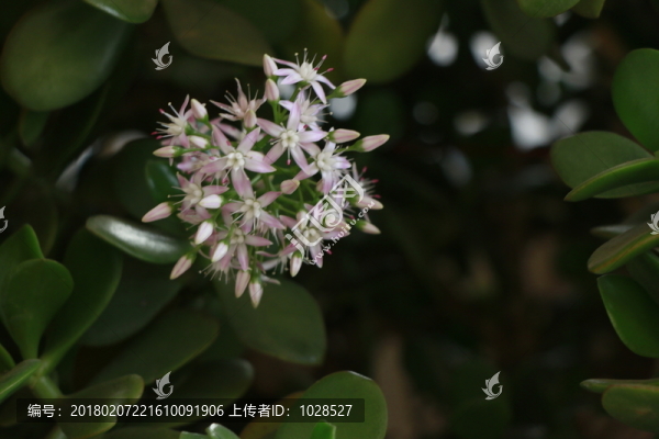 燕子掌