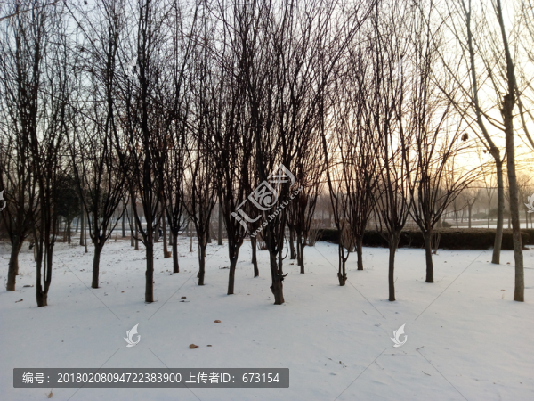 雪地樹林