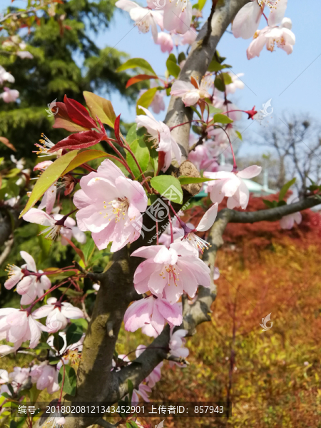 櫻花攝影