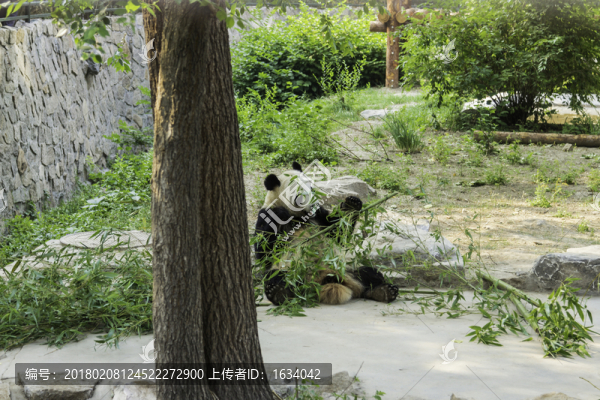 北京動物園熊貓