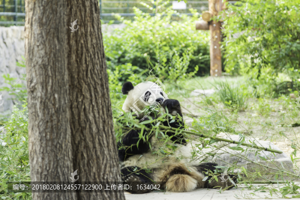 北京動(dòng)物園熊貓