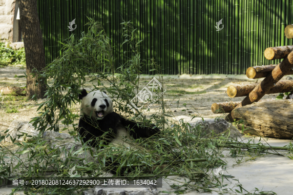 北京動物園熊貓