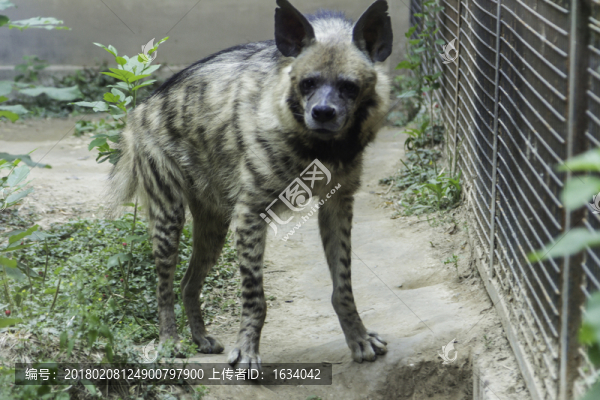 北京動(dòng)物園鬣狗
