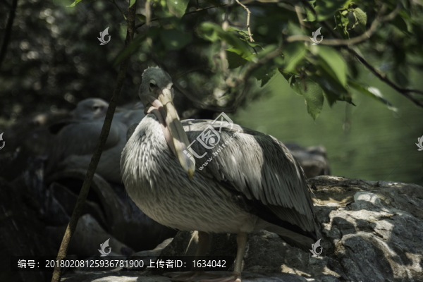 北京動物園鵜鶘