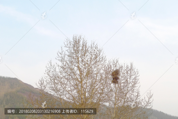 樹枝