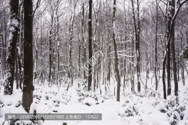 雪景