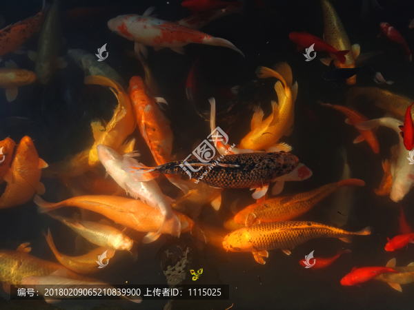 觀賞魚