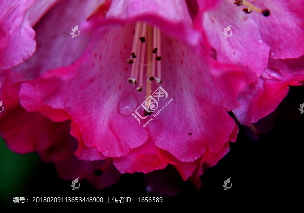 2013百里杜鵑