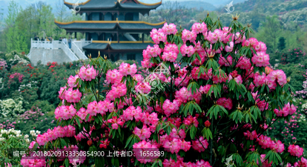 2012年百里杜鵑