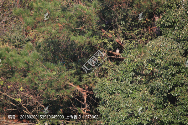 斑鳩隱士