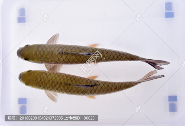 柘榮西坪大官魚