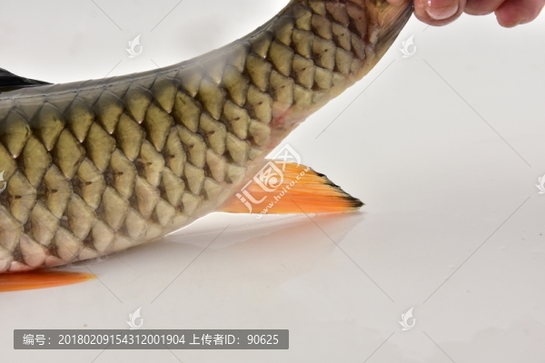 大官魚