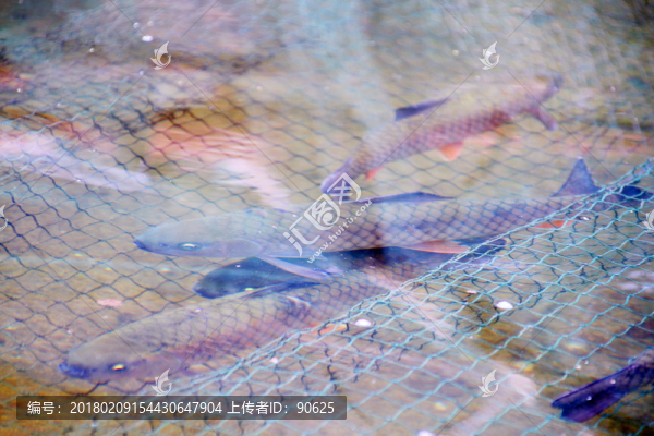 柘榮西坪大官魚