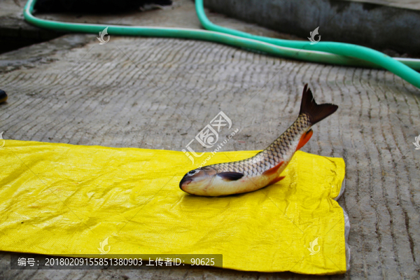 柘榮西坪大官魚(yú)