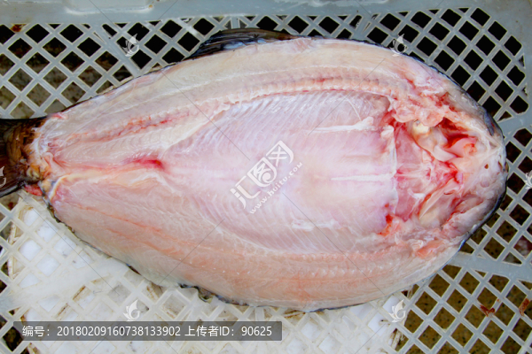 柘榮西坪大官魚(yú)特寫(xiě)