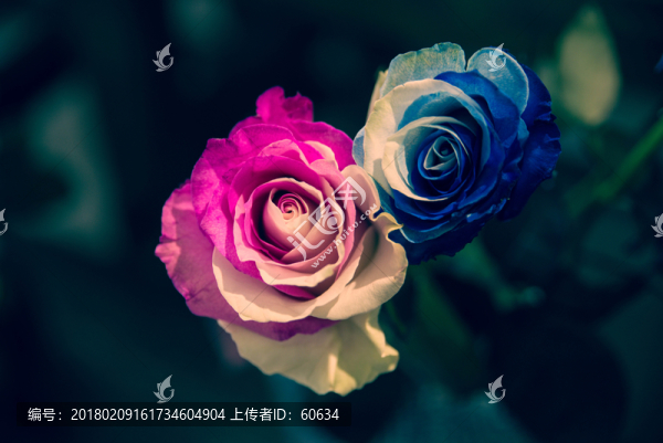 雙色花