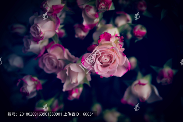 玫瑰