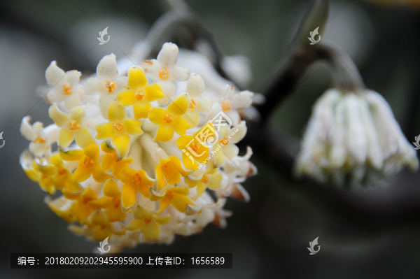 2014百里杜鵑