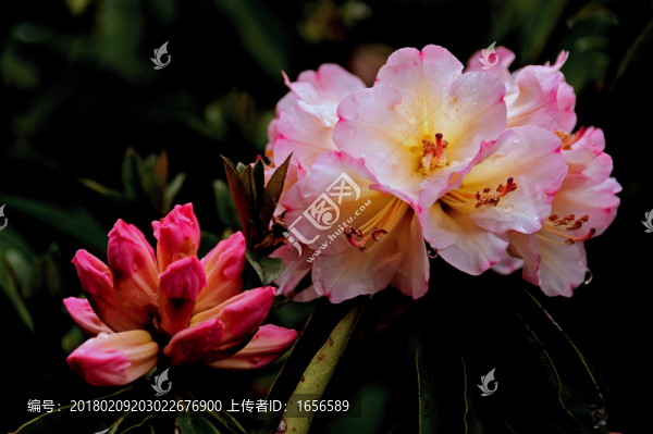 2014百里杜鵑