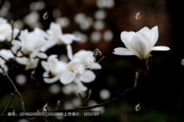 2014百里杜鵑