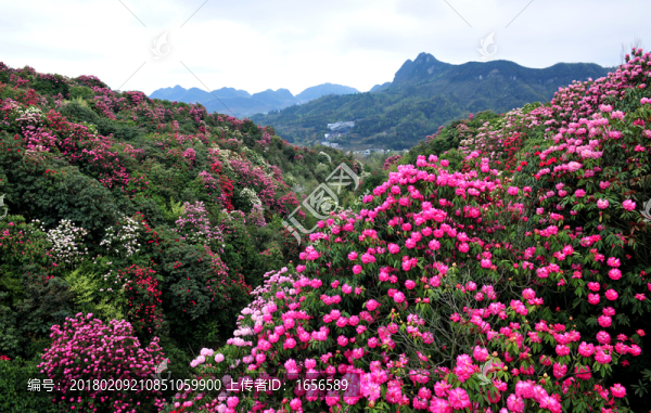 2014百里杜鵑