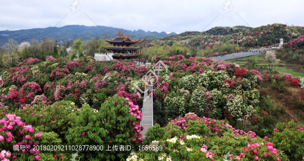 2014百里杜鵑