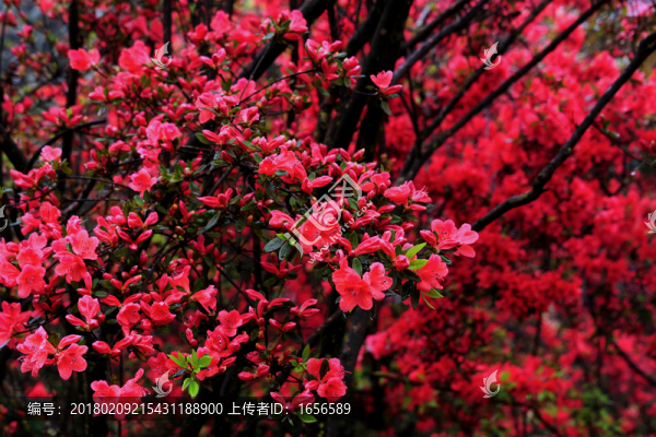 2014百里杜鵑