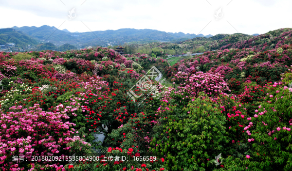 2014百里杜鵑