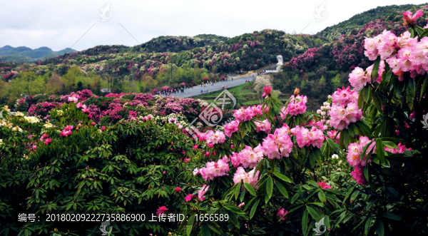 2014百里杜鵑