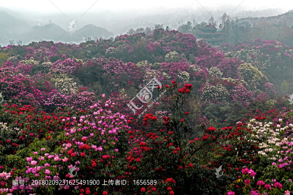 2015百里杜鵑