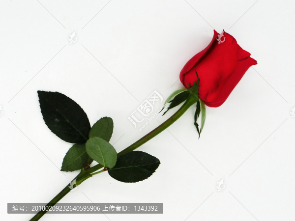 紅玫瑰,,玫瑰花