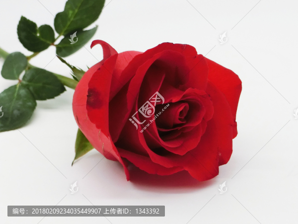 紅玫瑰,,玫瑰花