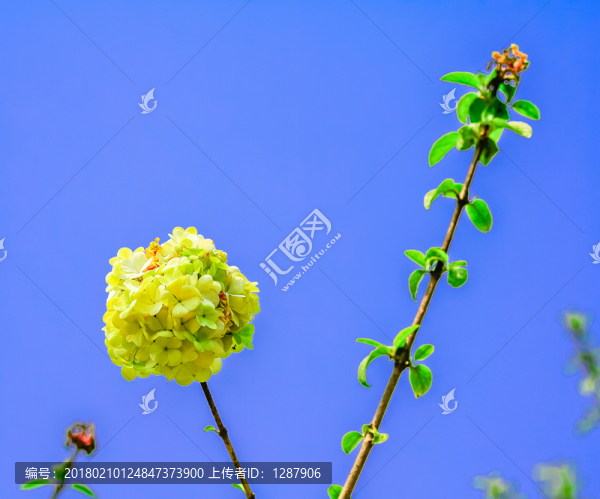 花開(kāi)兩頭各表一枝