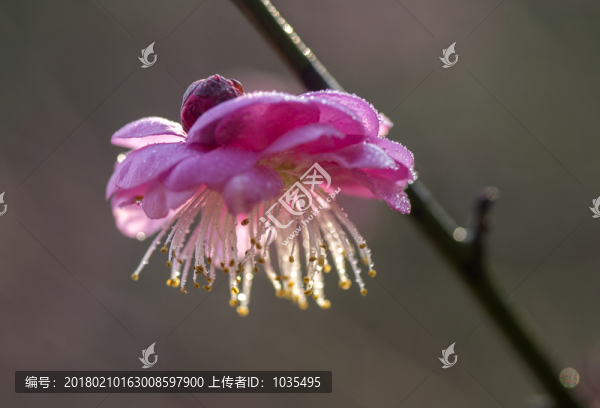 梅花