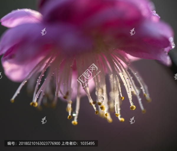 梅花