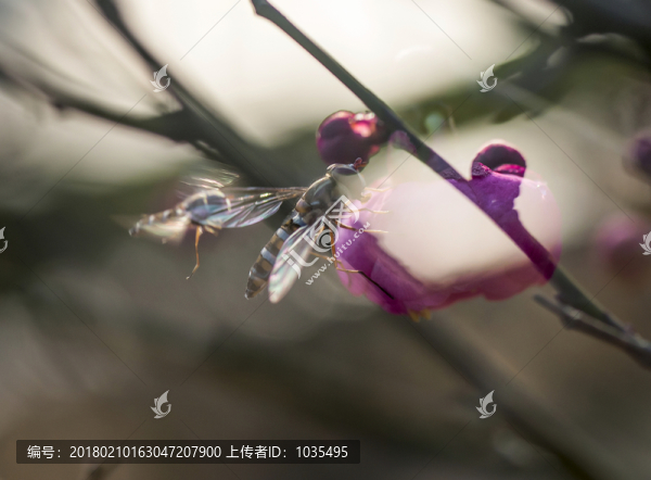 梅花與蜜蜂