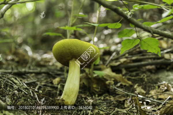 喇叭溝門,野生菌