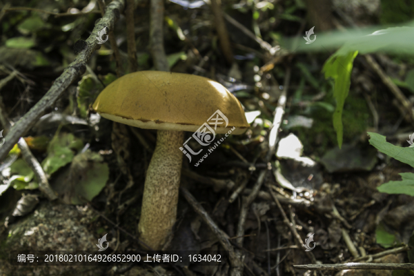 喇叭溝門,野生菌