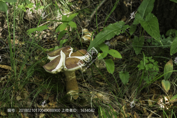 喇叭溝門,野生菌