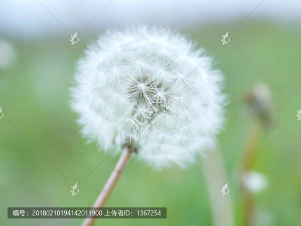 蒲公英