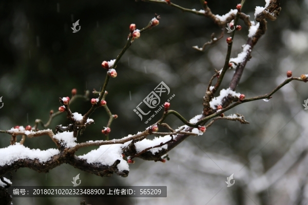 龍游梅