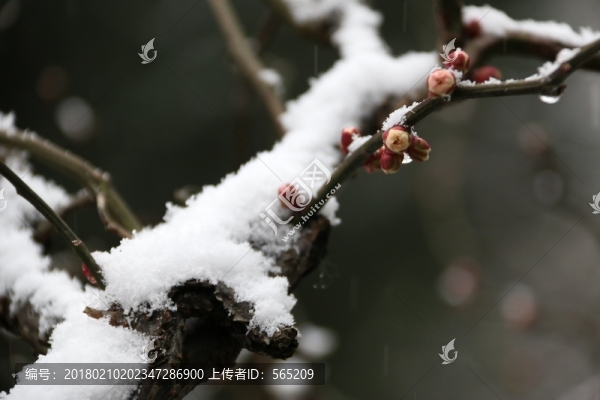龍游梅