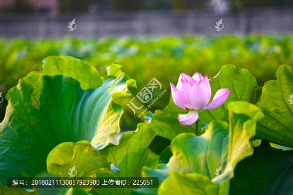 松江新浜,荷花
