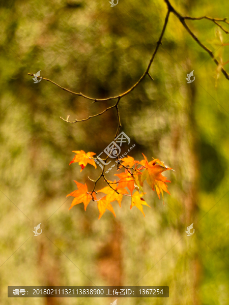 紅楓葉