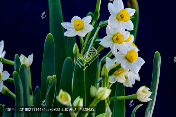 水仙花