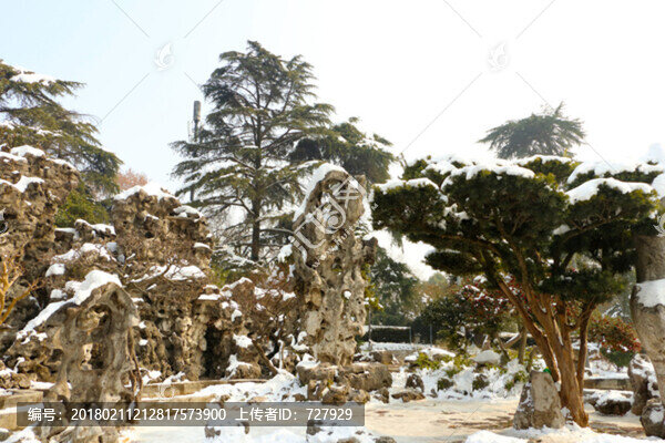 公園石松雪景