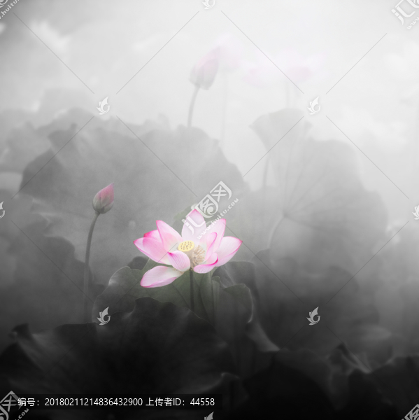 水墨畫,荷花
