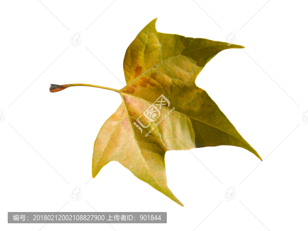 一片凋落的樹(shù)葉