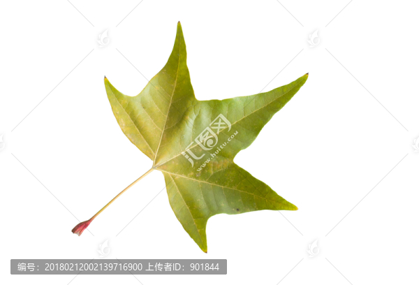 一片凋落的樹葉